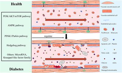 Physiological and pathological characteristics of vascular endothelial injury in diabetes and the regulatory mechanism of autophagy